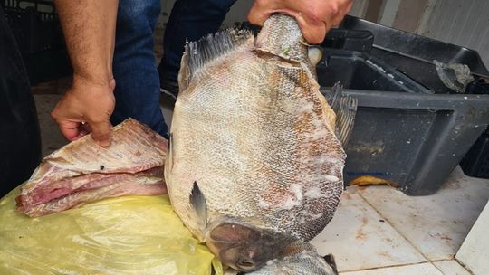 Proprietário de frigorífico clandestino de peixes é autuado por crimes ambientais – Dia a Dia